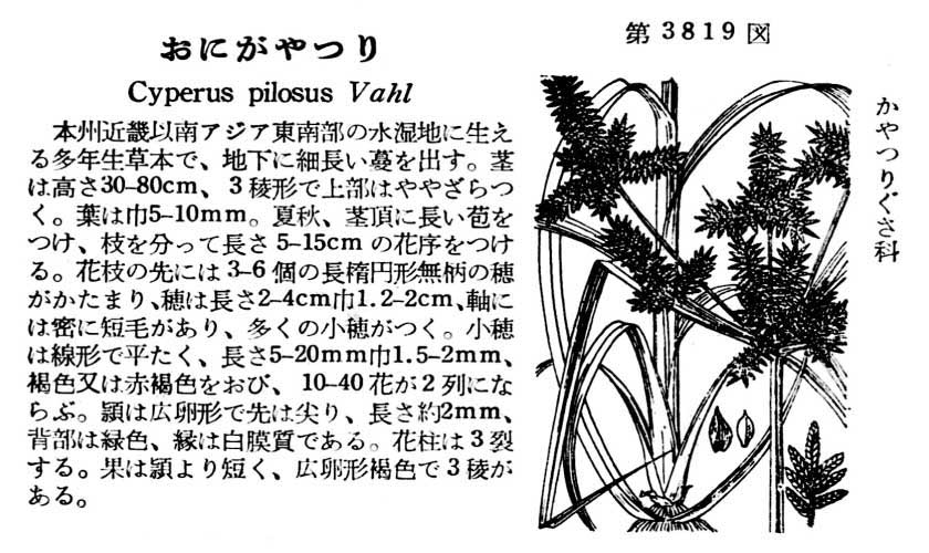 植物図鑑