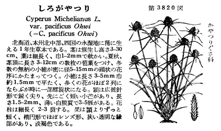 植物図鑑