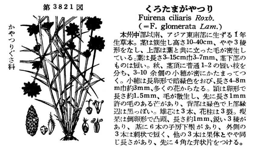 植物図鑑