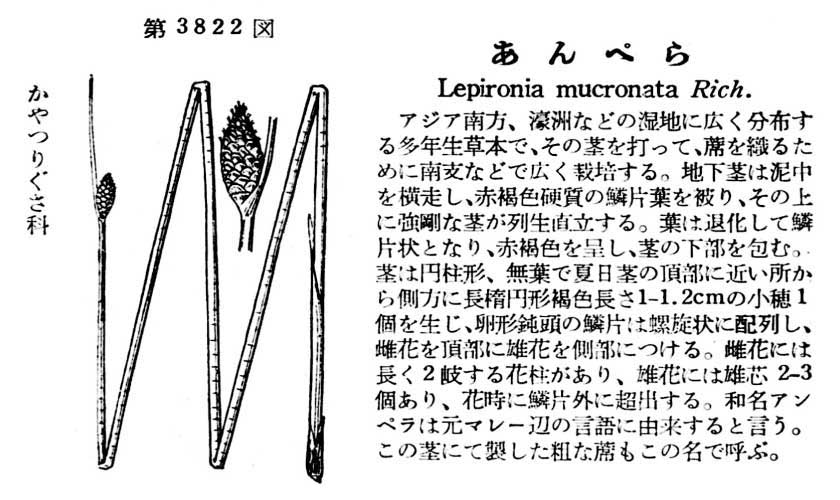 植物図鑑