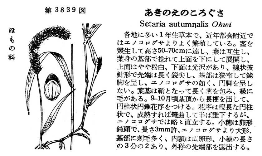 植物図鑑