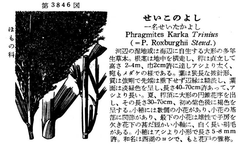 植物図鑑