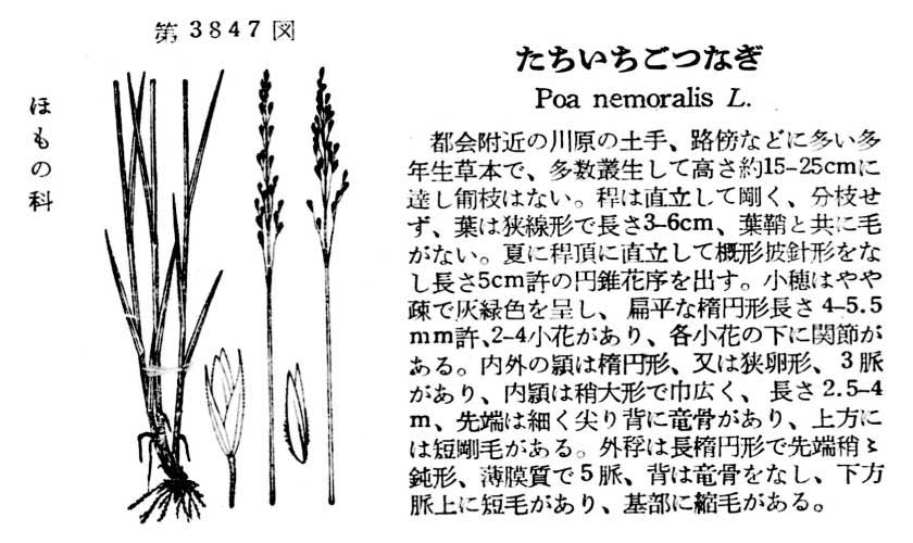 植物図鑑