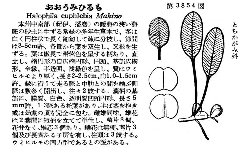 植物図鑑