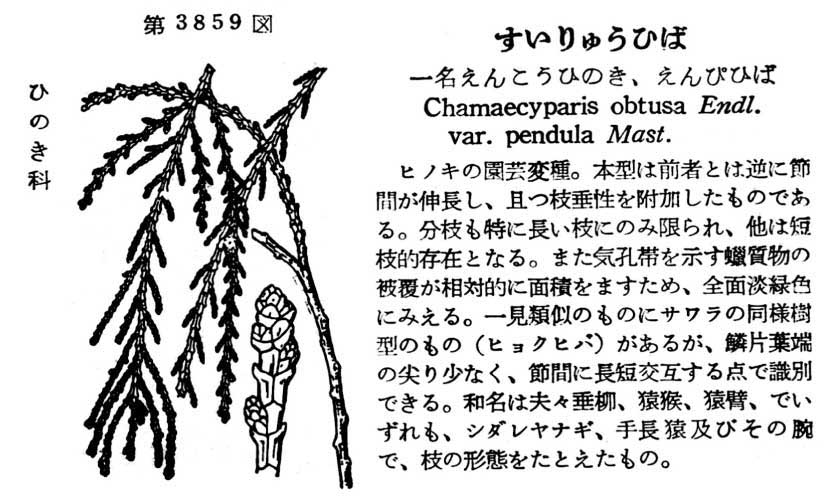 植物図鑑