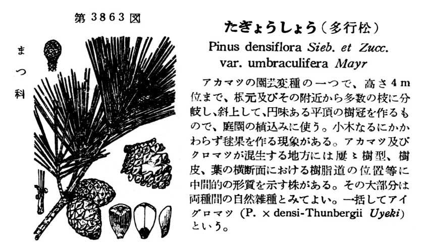 植物図鑑