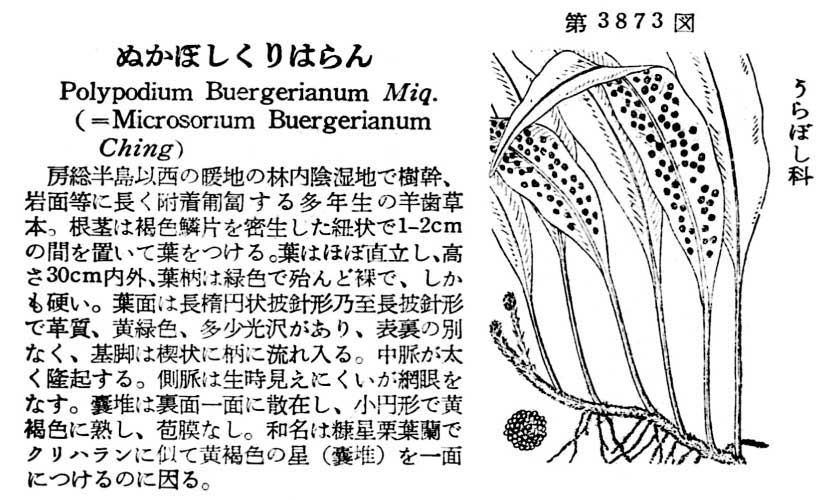 植物図鑑