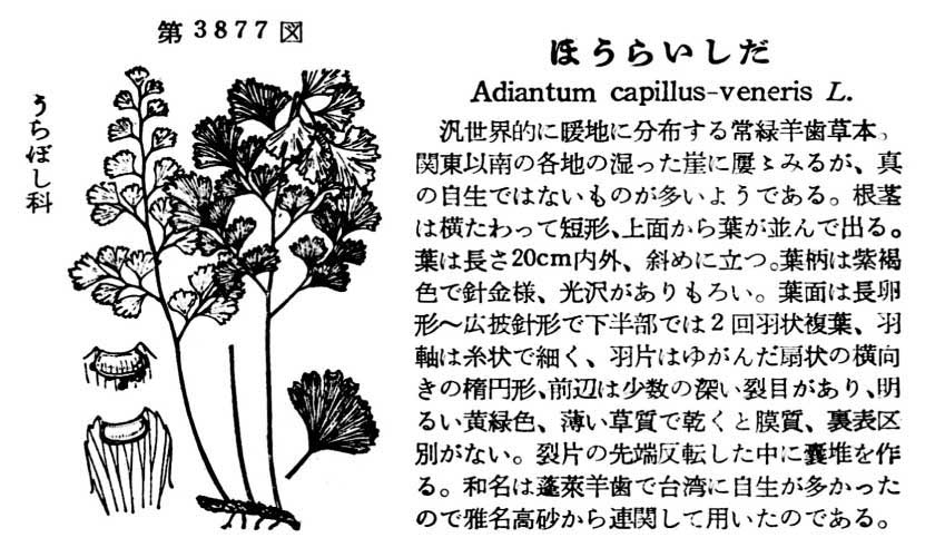 植物図鑑