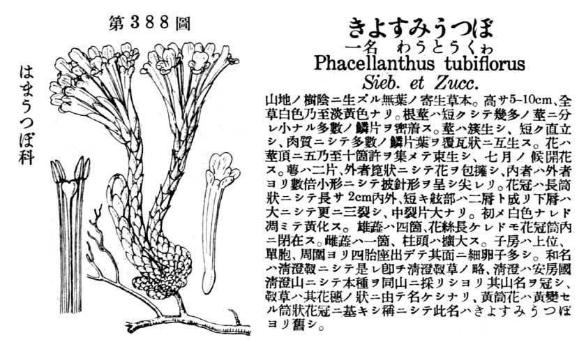 植物図鑑