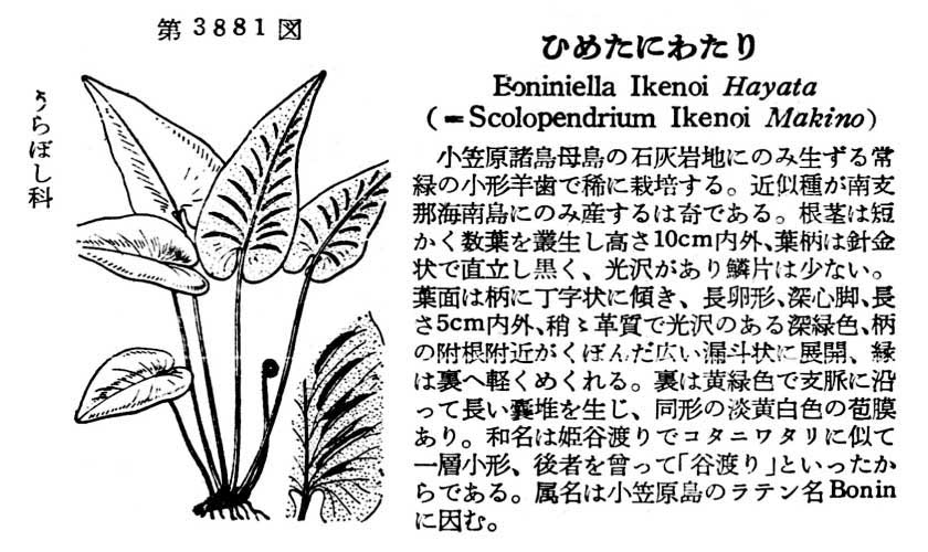 植物図鑑