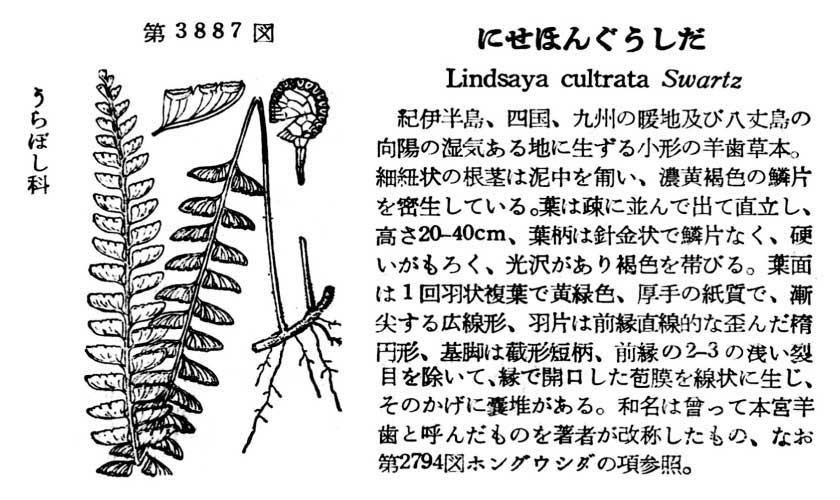 植物図鑑