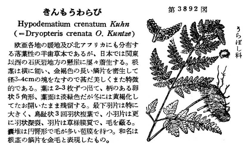 植物図鑑