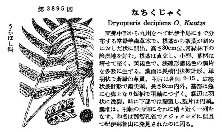 植物図鑑