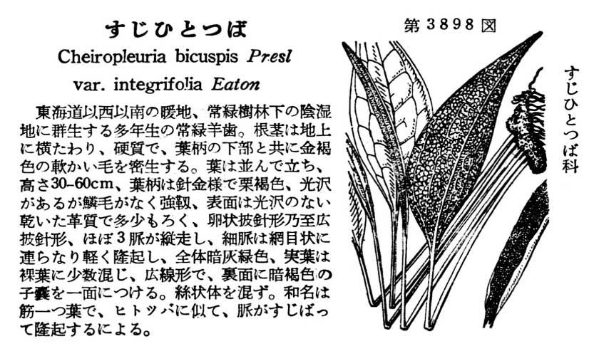 植物図鑑