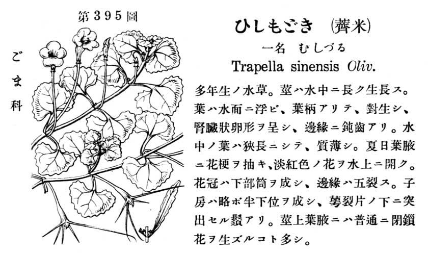 植物図鑑