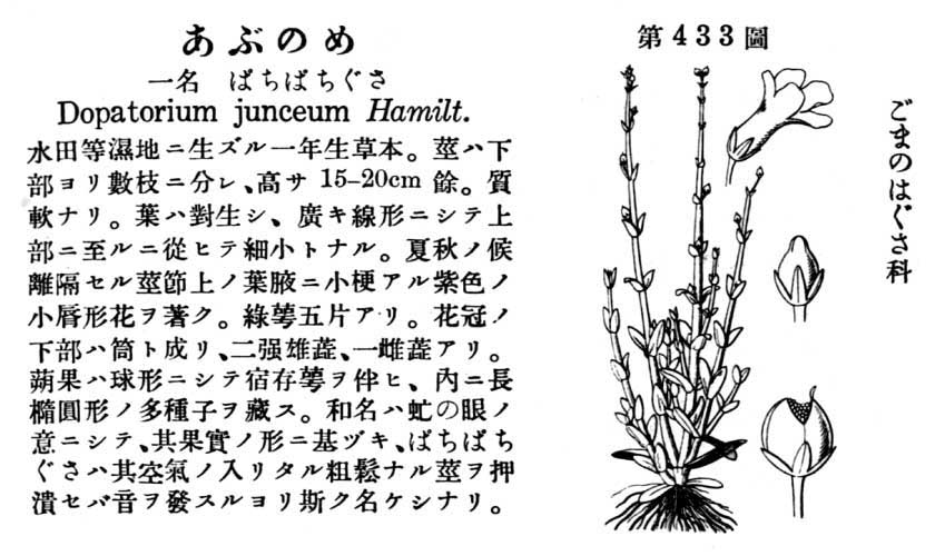 植物図鑑