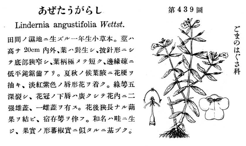 植物図鑑