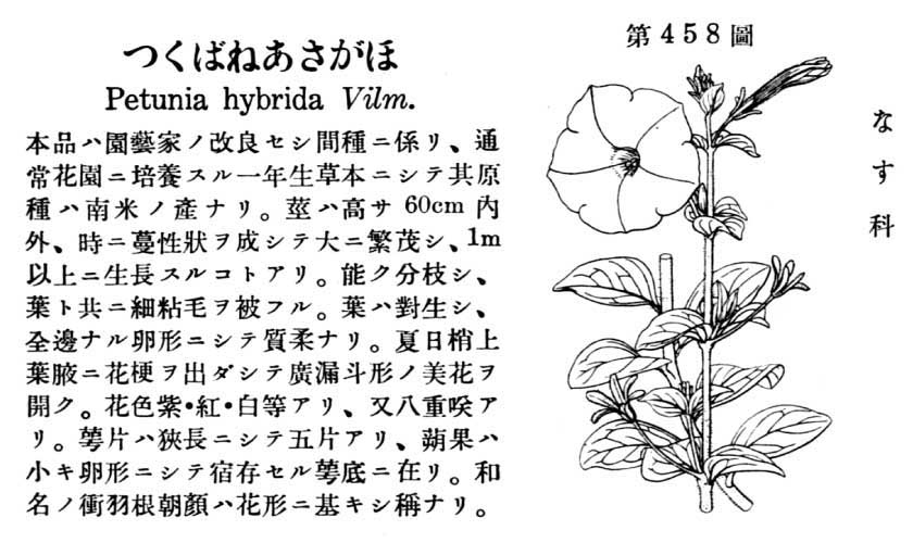 植物図鑑