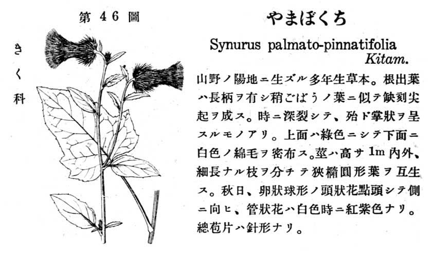 植物図鑑