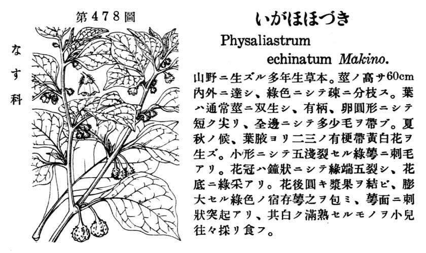 植物図鑑