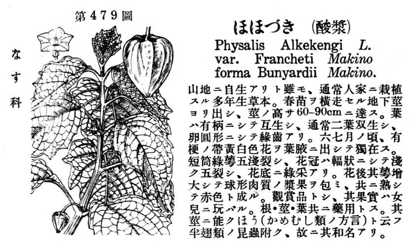 植物図鑑