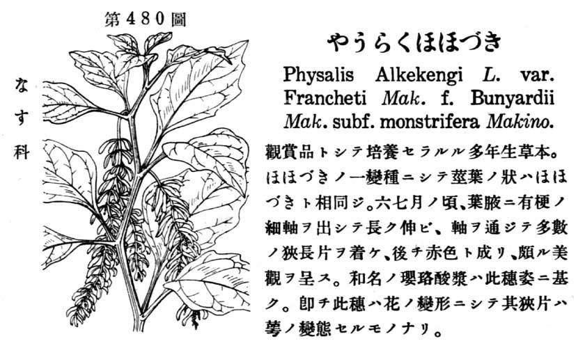 植物図鑑