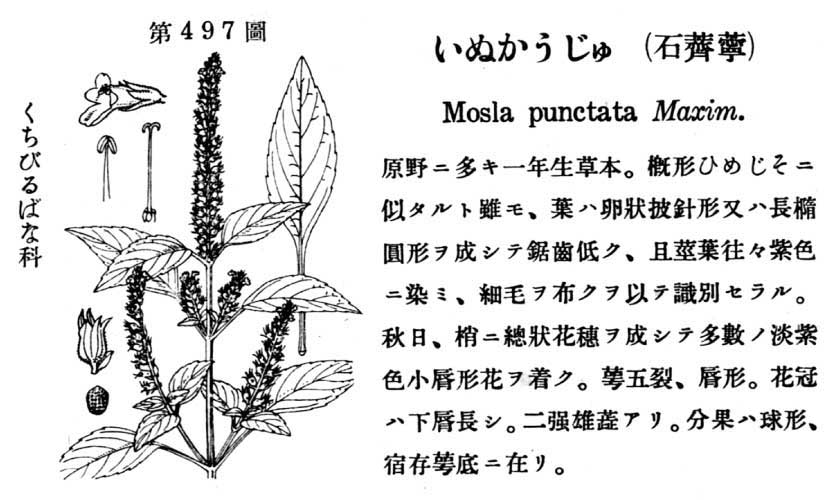 植物図鑑