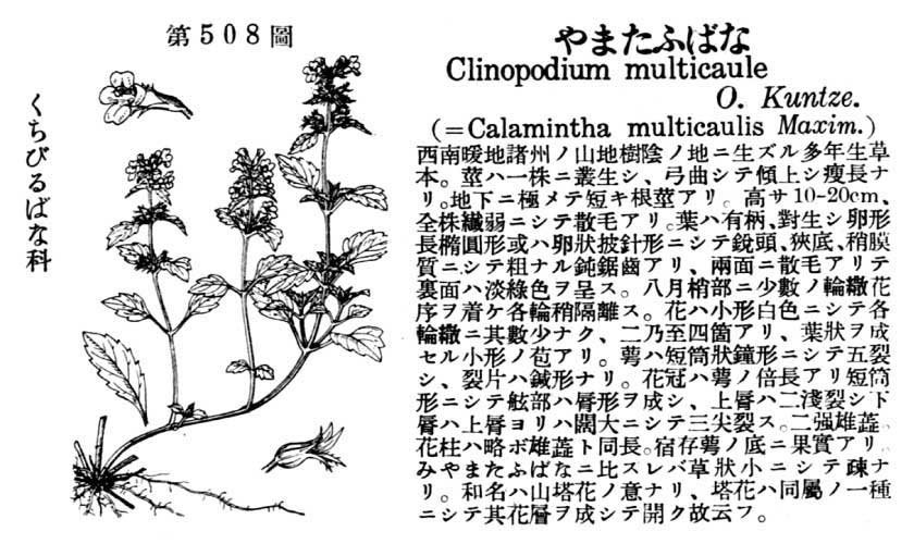 植物図鑑