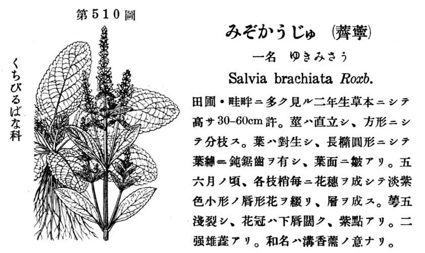 植物図鑑