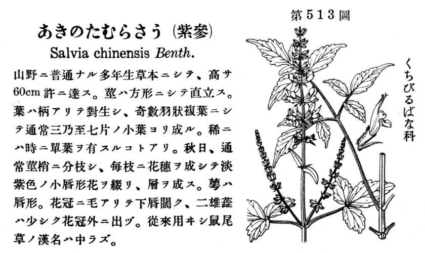 植物図鑑