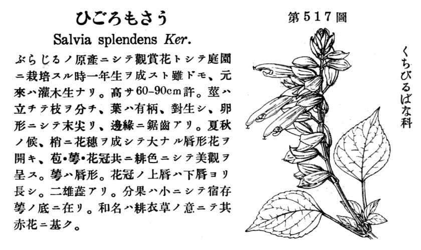 植物図鑑