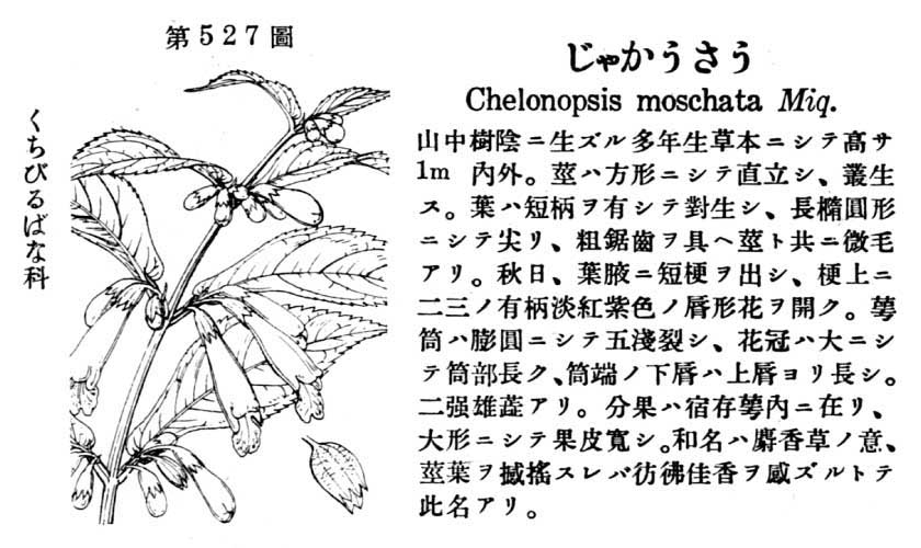 植物図鑑