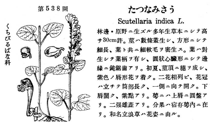 植物図鑑