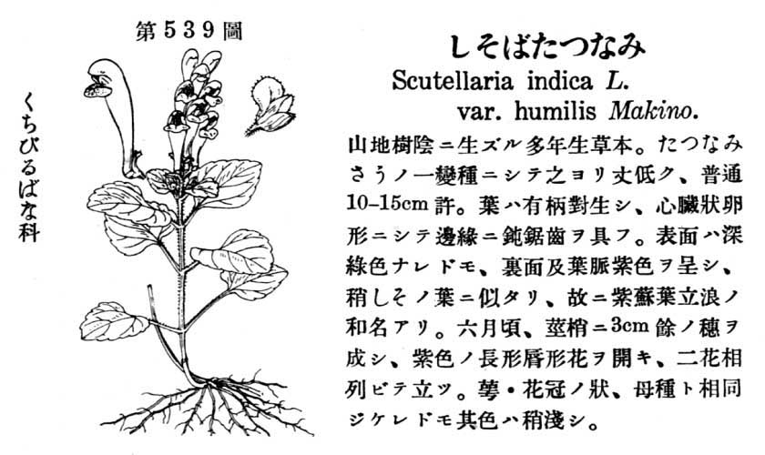 植物図鑑