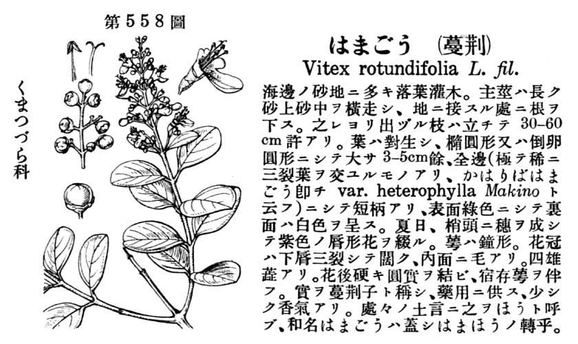 植物図鑑