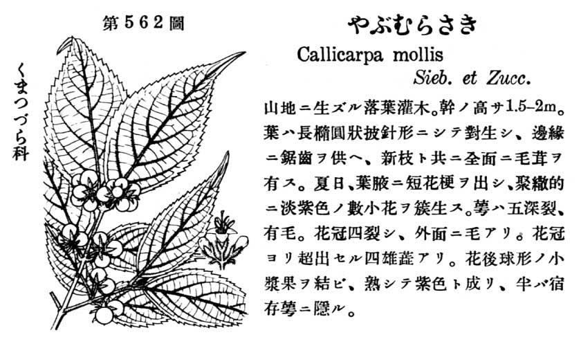 植物図鑑