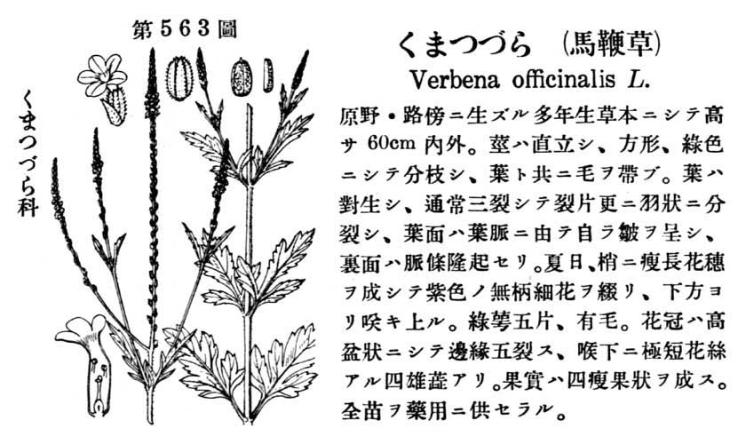 植物図鑑