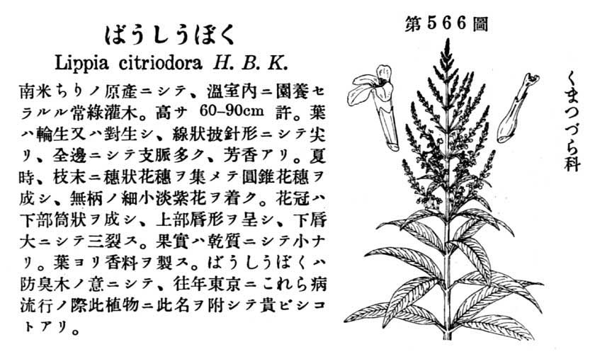 植物図鑑