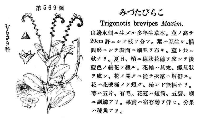 植物図鑑