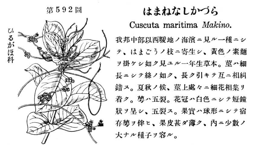 植物図鑑