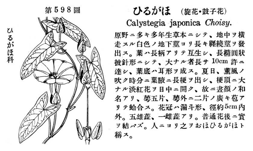 植物図鑑