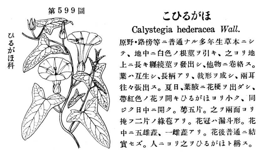 植物図鑑