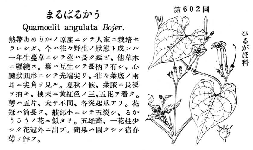 植物図鑑