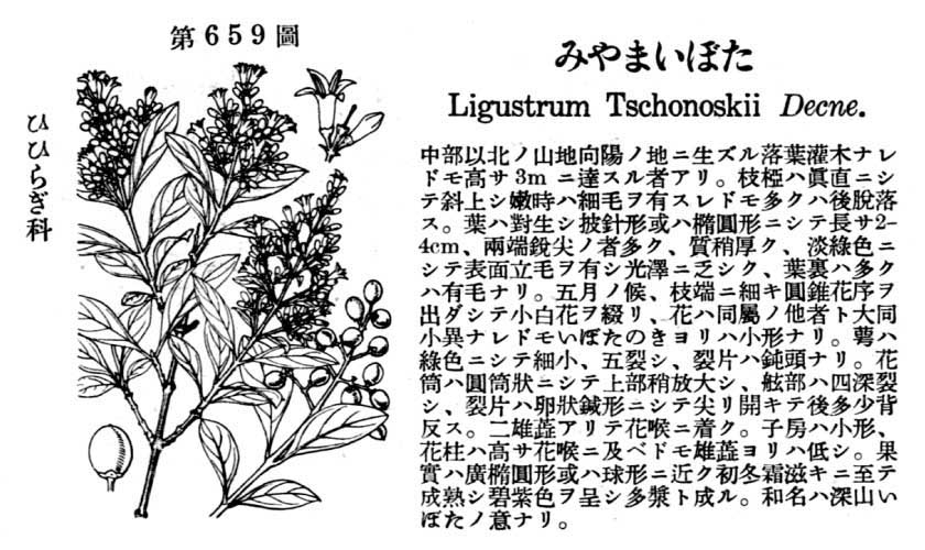 植物図鑑