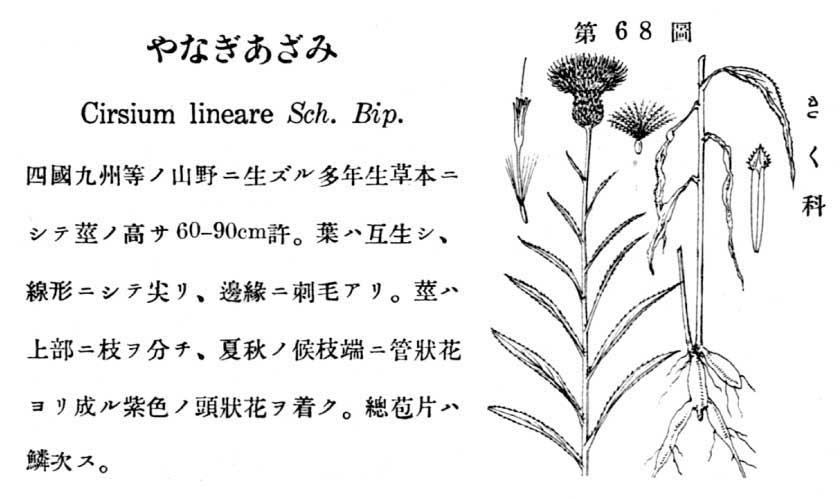 植物図鑑