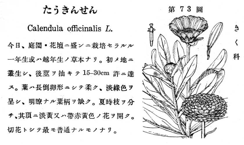 植物図鑑