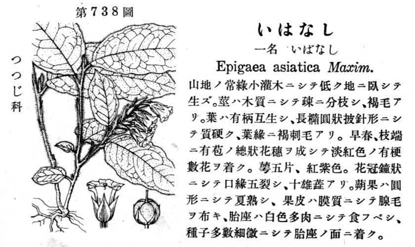 植物図鑑