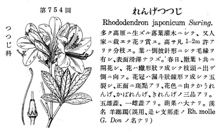 植物図鑑