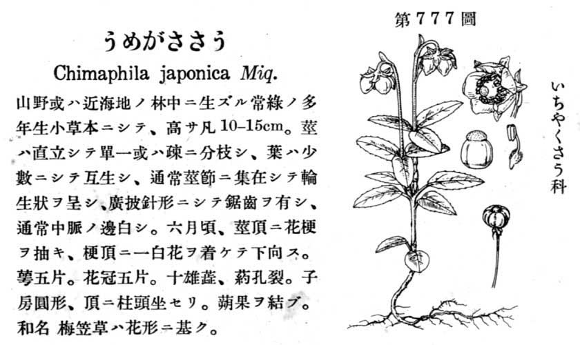 植物図鑑