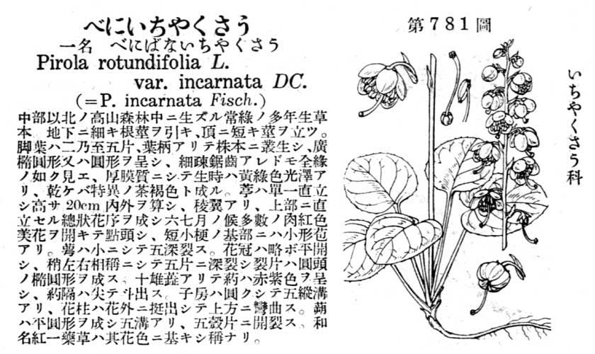 植物図鑑